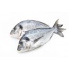 fresh-bream-se a-isolated-whi te.jpg