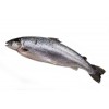 whole-salmon-i solated-white. jpg