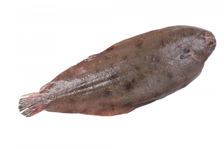 Морський язик "Dover Sole" заморожений