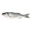 top-view-seaba ss-fish-isolat ed.jpg